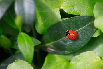 Obraz premium Red ladybug sitting on green leaf