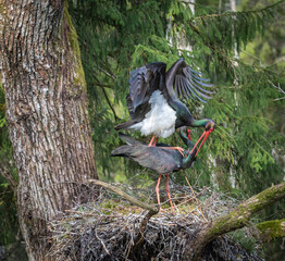 Black storks Ciconia nigra mate in a nest A large black stork's nest, old fores