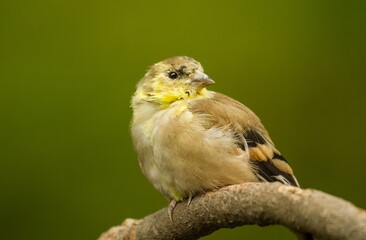 A female immature American Goldfinch in the fall season