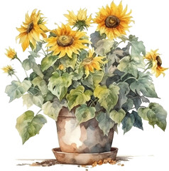sunflowers in a pot Watercolor illustration isolated on white background