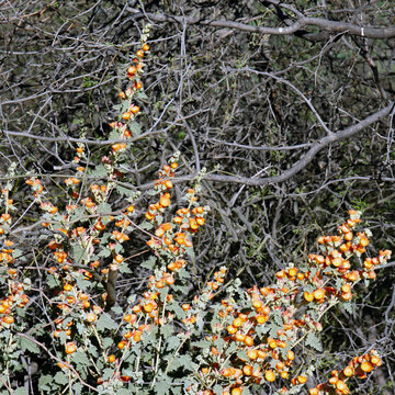 2023 super bloom of native globe mallow wildflowers at Theodore Roosevelt Lake in Tonto National Forest