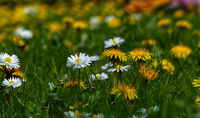 field of dandelions