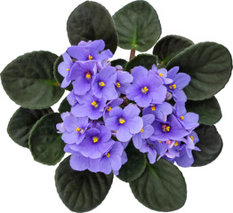 Blue Violet Saintpaulia flower isolated. African Saintpaulia houseplant. Top view. - 594723277
