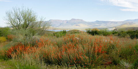 2023 super bloom of native globe mallow wildflowers at Theodore Roosevelt Lake in Tonto National Forest