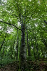Low angle shot of trees growing in a forest in the daylight - great for wallpapers
