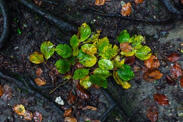 Vertical shot of leaves growing on the wet ground in autumn