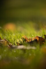 Vertical shot of golden leaves on the green grass at sunlight