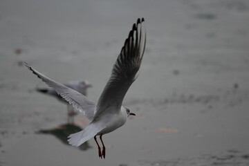 Seagull soaring in the sky above a beach landscape