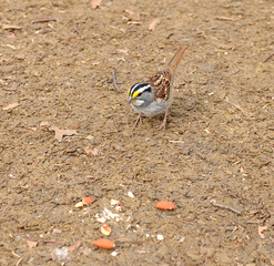 White-throated sparrow passerine bird of New World sparrow family Passerellidae in Central Park in early spring. New York City