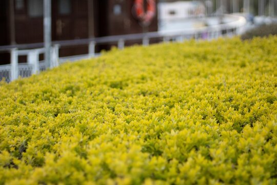 Beautiful view of yellow Sedum sarmentosum flowers