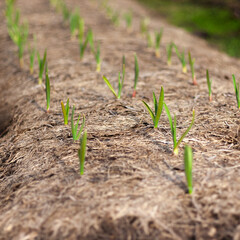 garlic shoots