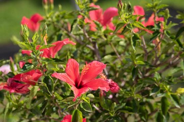 Close-up shot of a Shoeblackplant flower growing in the garden on a sunny day