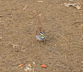 White-throated sparrow looks at treat (nuts) in Central Park in early spring. New York City