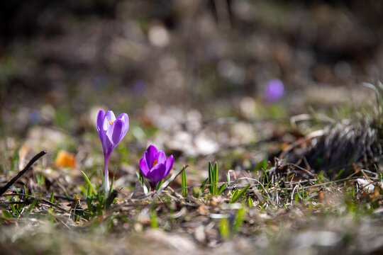 close upe of purple spring flowers