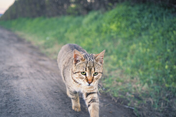 stray cat walking on the street