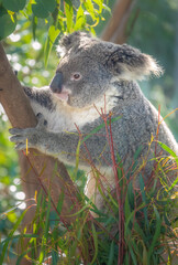 Koala Closeup Portrait series
