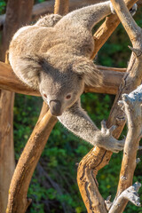 Koala Closeup Portrait series