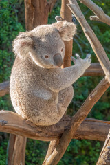 Koala Closeup Portrait series