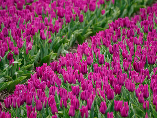 Tulpen in den Niederlanden