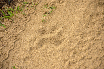 Tiger pug marks in the morning on a sandy road trail on a safari at Kaziranga National Park.