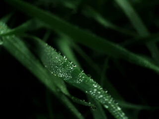 dew on a grass