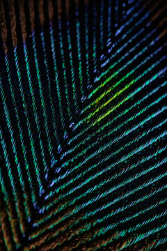 Multicolored lines background
