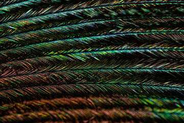 Multicolored lines background