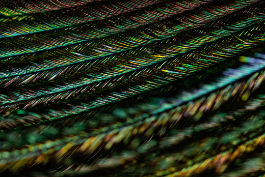 Multicolored lines background