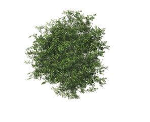 Acacia tree. 3D rendering illustration. Top view.