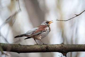 Song Thrush pertched on a branch