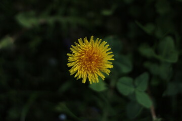 yellow flower of a dandelion