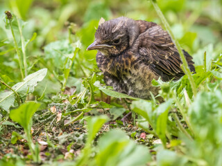 A fieldfare chick, Turdus pilaris, has left the nest and sitting on the spring lawn. A fieldfare...