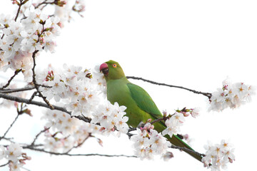 parrot on the tree branch