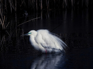 great white heron ardea cinerea