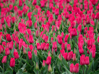 Tulpen in den Niederlanden