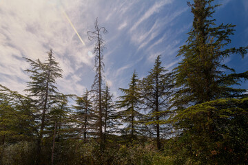 Cedrus tree with few leaves under a radiant blue sky