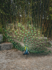 Obraz premium peacock with feathers