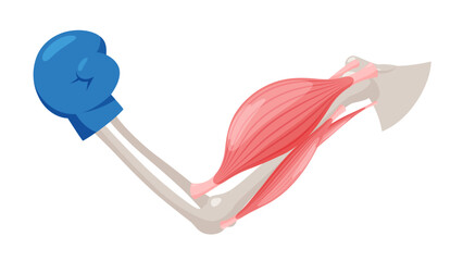 腕を曲げる時の筋肉のイラスト_上腕二頭筋の収縮