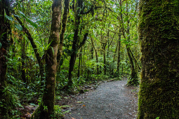 Fototapeta na wymiar Close up in the rainforest of Costa Rica