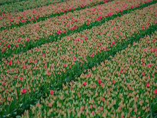 Tulpenfelder in den Niederlanden