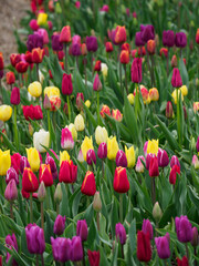 Tulpenfelder in den Niederlanden