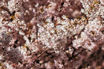 Close up of cherry blossom