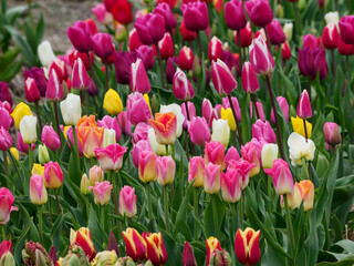 Obraz premium Tulpenfelder in den Niederlanden