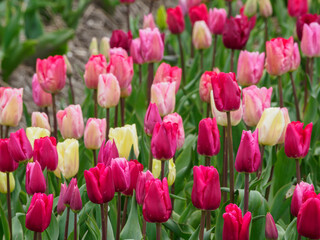 Fototapeta premium Tulpenfelder in den Niederlanden