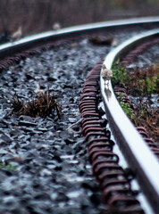 The bird and the rail 