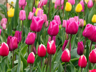 Tulpenfelder in den Niederlanden