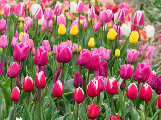 Tulpenfelder in den Niederlanden