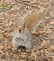 Eastern gray squirrel asks for nut in Central Park in early spring. New York City. Focus on face