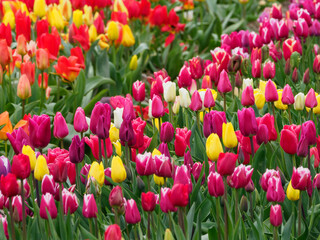 Tulpenfelder in den Niederlanden