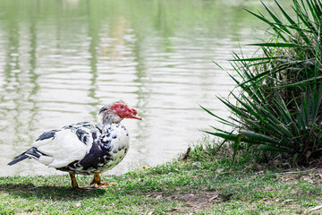 Muscovy duck large species of ducks, wild populations, domesticated by man. Cairina moschata standing on grass near lake. Copy space